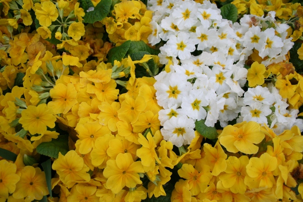 photo of Yellow and White